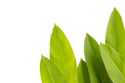 green leaf of Heliconia (Heliconia spp.) flower, tropical flower plants on white background, heliconia or bird of paradise flower plants