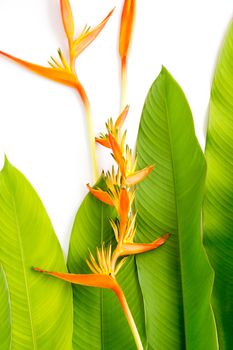 Beautiful red, yellow and orange Heliconia (Heliconia spp.) flower, tropical vivid color flower on white background, heliconia or bird of paradise flower