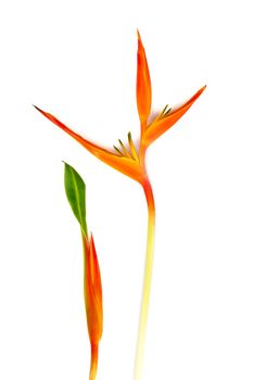 Beautiful red, yellow and orange Heliconia (Heliconia spp.) flower, tropical vivid color flower on white background, heliconia or bird of paradise flower