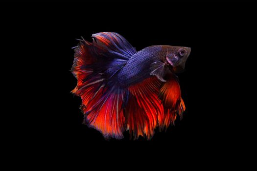 image of betta fish isolated on black background, action moving moment of Red Blue Rose Tail Betta, Siamese Fighting Fish