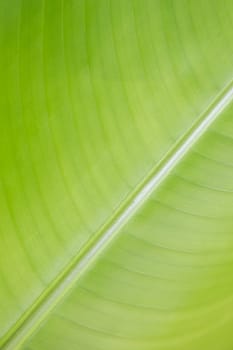 Abstract striped nature background, Details of Heliconia leaf, leaves pattern