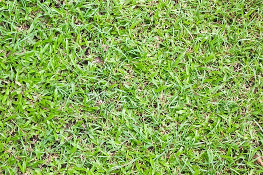 Grass background, Fresh lawn grass texture. 