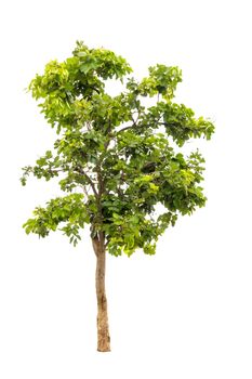 Green Tree Isolated On White Background, Tropical Trees Isolated Used For Design, Advertising And Architecture