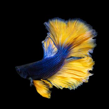 image of betta fish isolated on black background, action moving moment of Mustard Over Half Moon Betta, Siamese Fighting Fish