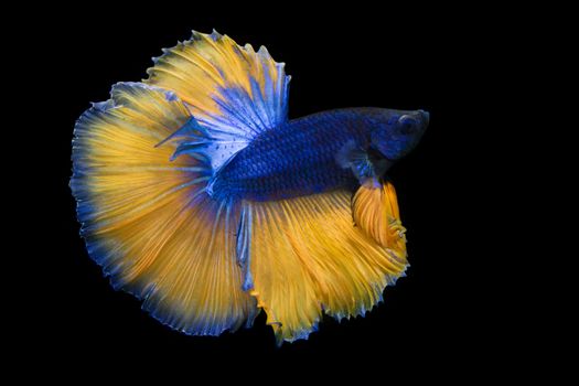 Image Of Betta Fish Isolated On Black Background, Action Moving Moment Of Mustard Over Half Moon Betta, Siamese Fighting Fish