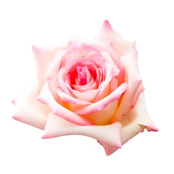 beautiful pink rose isolated on white background, flower for lover and wedding