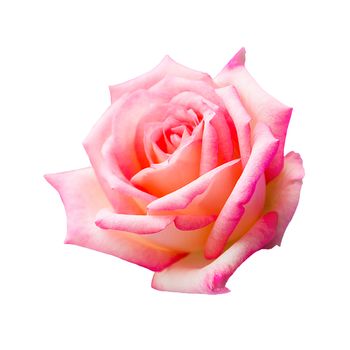 beautiful pink rose isolated on white background, flower for lover and wedding