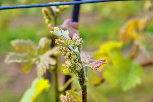 Bud break of grapevine on green backgound. Vineyard in spring. Close-up. Viniculture and winery concept.