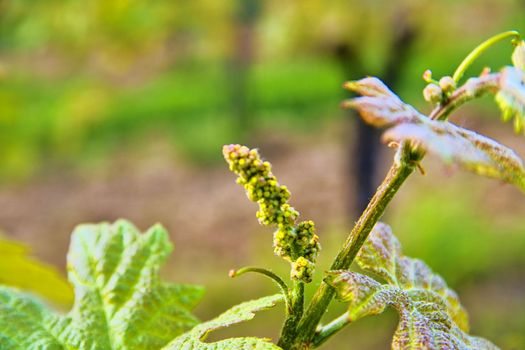 Bud break of grapevine on green backgound. Vineyard in spring. Close-up. Viniculture and winery concept.