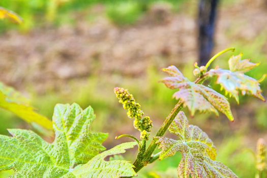 Bud break of grapevine on green backgound. Vineyard in spring. Close-up. Viniculture and winery concept.