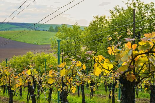 Vineyard in spring. Viniculture and winery concept.