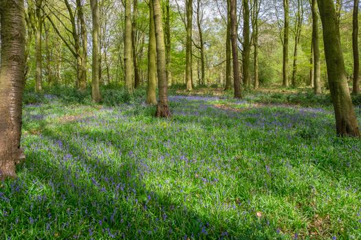 Carpet of bluebells at Beaconwood and the Winsel