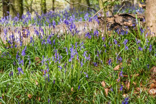 Close up view of bluebells at Beaconwood and the Winsel