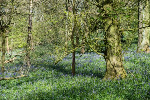 Carpet of bluebells at Beaconwood and the Winsel