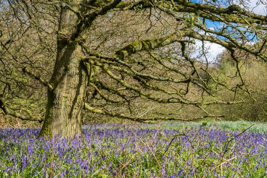 Carpet of bluebells at Beaconwood and the Winsel