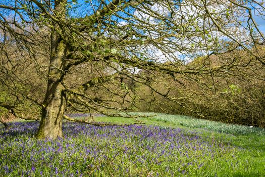 Carpet of bluebells at Beaconwood and the Winsel