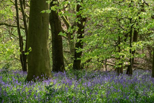 Carpet of bluebells at Beaconwood and the Winsel