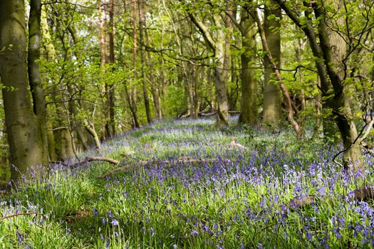 Carpet of bluebells at Beaconwood and the Winsel