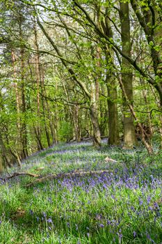 Carpet of bluebells at Beaconwood and the Winsel