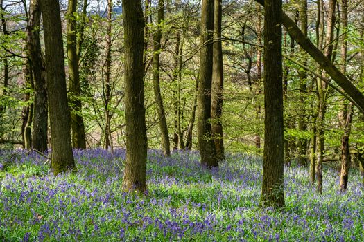 Carpet of bluebells at Beaconwood and the Winsel