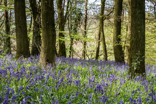 Carpet of bluebells at Beaconwood and the Winsel