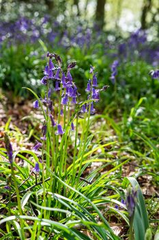 Close up view of bluebells at Beaconwood and the Winsel