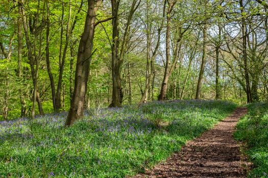 Carpet of bluebells at Beaconwood and the Winsel