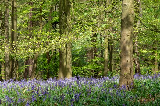 Carpet of bluebells at Beaconwood and the Winsel