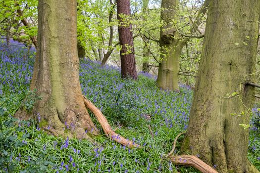 Carpet of bluebells at Beaconwood and the Winsel