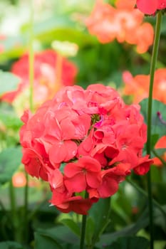 The background image of the colorful flowers, background nature