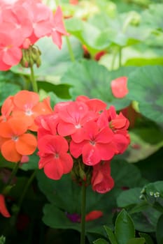 The background image of the colorful flowers, background nature