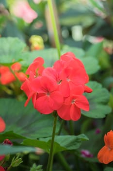 The background image of the colorful flowers, background nature