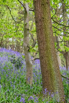 Carpet of bluebells at Beaconwood and the Winsel