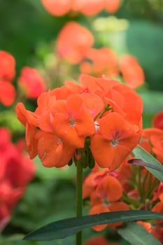 The background image of the colorful flowers, background nature