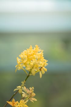 The background image of the colorful flowers, background nature