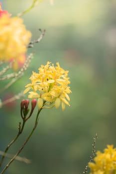 The background image of the colorful flowers, background nature