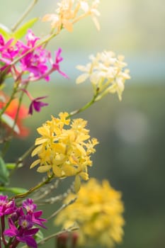 The background image of the colorful flowers, background nature