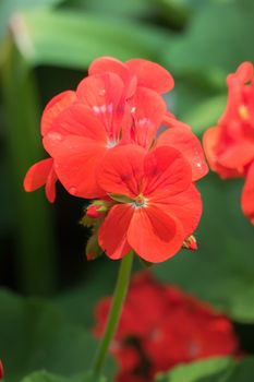 The background image of the colorful flowers, background nature