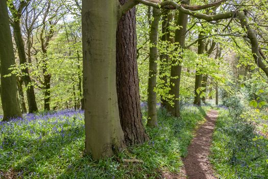 Carpet of bluebells at Beaconwood and the Winsel