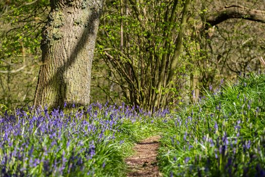 Carpet of bluebells at Beaconwood and the Winsel