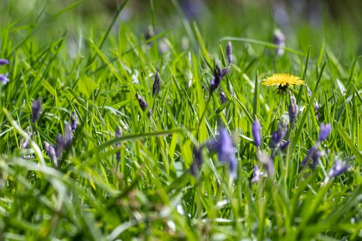 Close up view of bluebells at Beaconwood and the Winsel