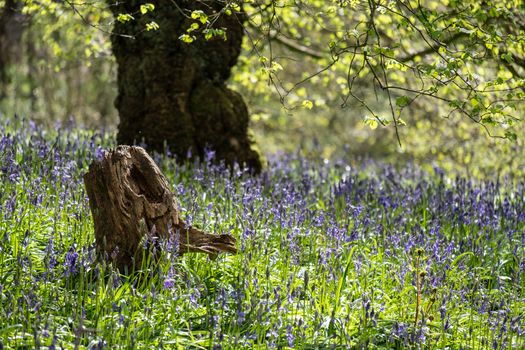 Carpet of bluebells at Beaconwood and the Winsel