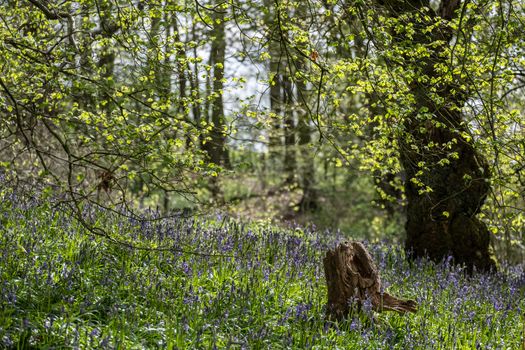 Carpet of bluebells at Beaconwood and the Winsel