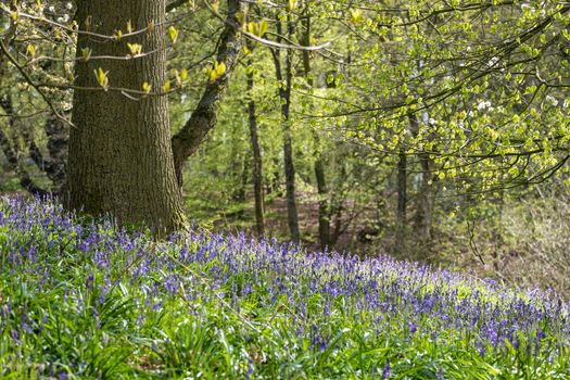 Carpet of bluebells at Beaconwood and the Winsel