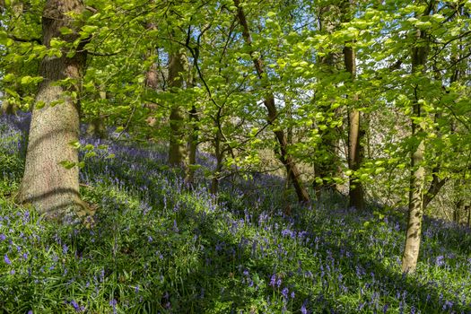 Carpet of bluebells at Beaconwood and the Winsel