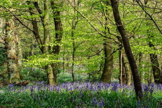 Carpet of bluebells at Beaconwood and the Winsel