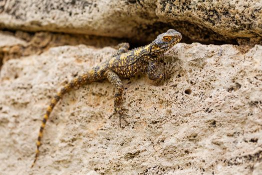 A variegated lizard agama sitting on the stones of the ancient city.