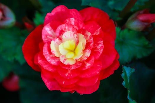 Pattern of beautiful natural  begonia flowers texture full blooming in flower garden for background and wallpaper, soft focus