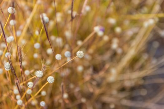 Dusita Wild flower blooming in Thailand (Lentibulariaceae, Utricularia Delphinioides)