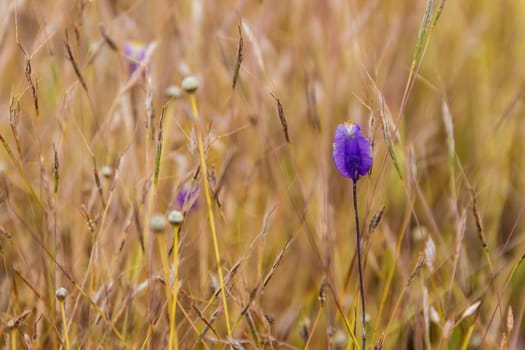 Dusita Wild flower blooming in Thailand (Lentibulariaceae, Utricularia Delphinioides)